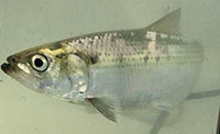 Hickory shad