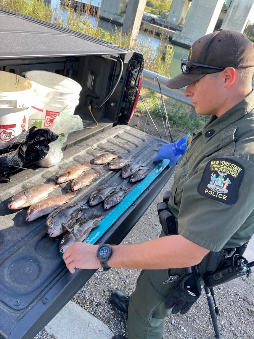 ECO Perkins inspects out-of-season fish caught on the South Shore