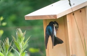 tree swallow on nest box