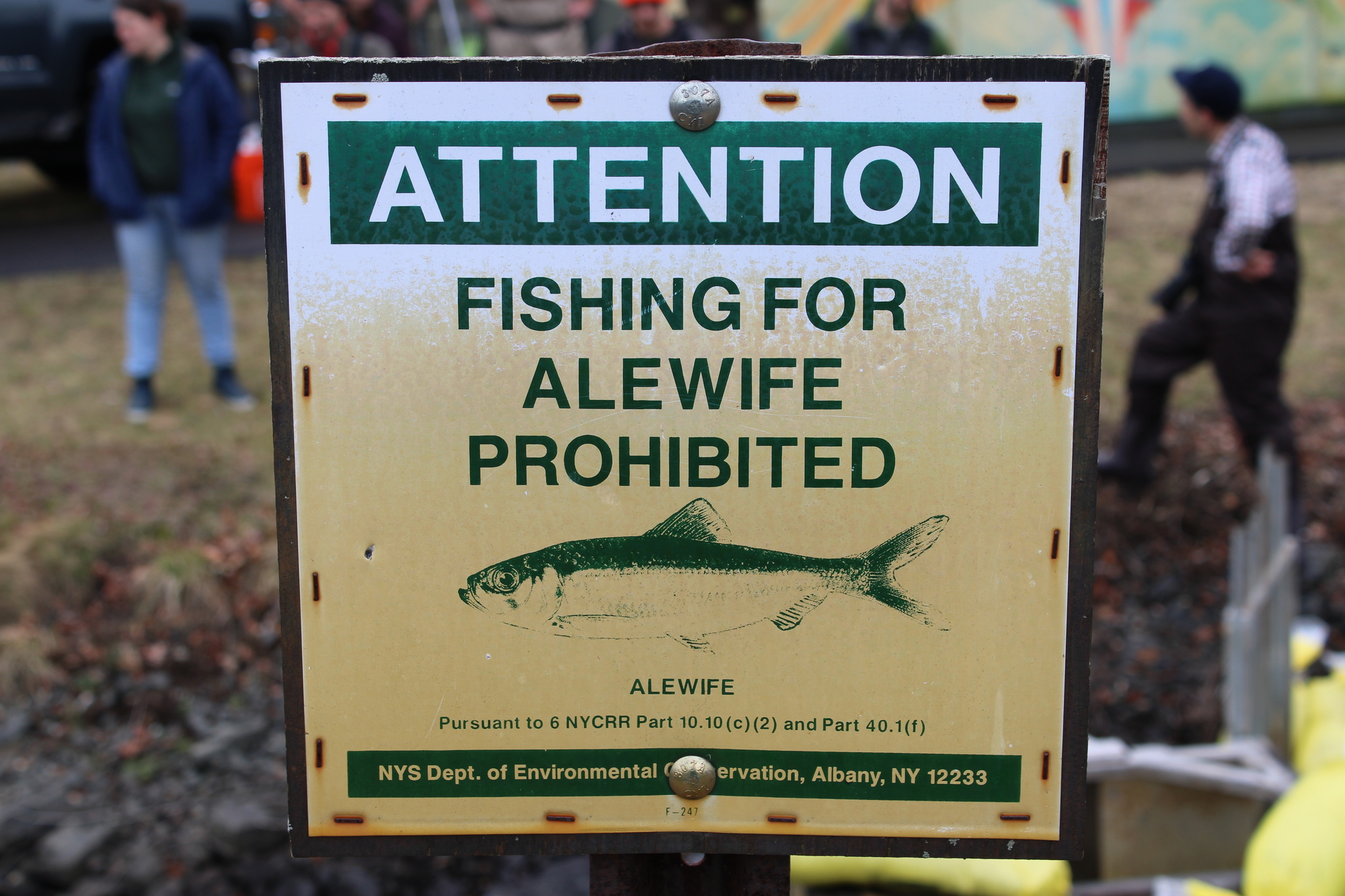 https://content.govdelivery.com/attachments/fancy_images/NYSDEC/2022/11/6677562/fishing-for-alewife-prohibited-signage_original.jpg