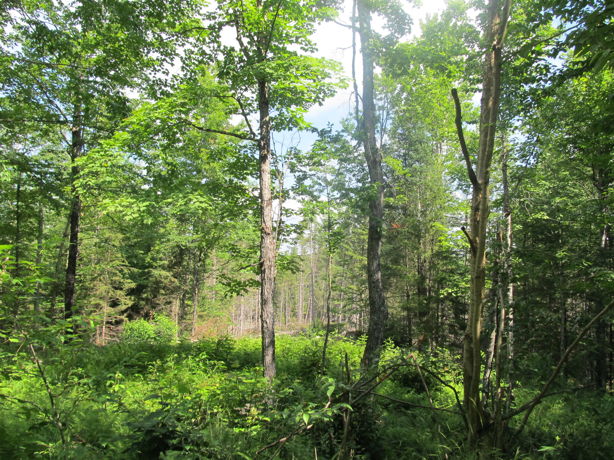 Forest on Western Lassiter conservation easement.