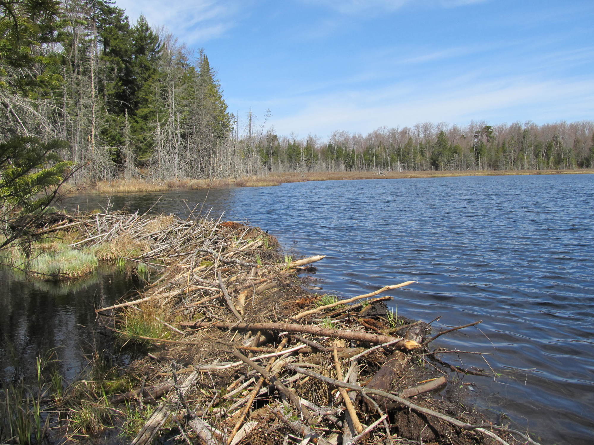 Beaver dam at the edge of wetland in the Western Lassiter conservation easement.