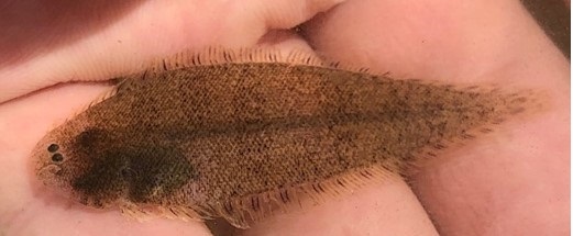 A small fish with eyes on top of its head on a ruler