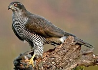 Northern goshawk