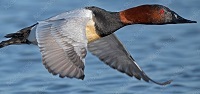 Canvasback