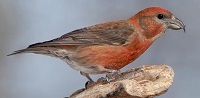 Red crossbill