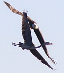 Bald eagle and great blue heron