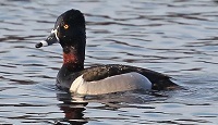 Ring-necked duck