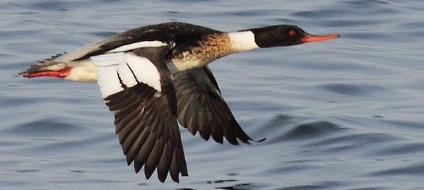 Red-breasted merganser courtesy of Terry Sohl Red-breasted merganser courtesy of Terry Sohl