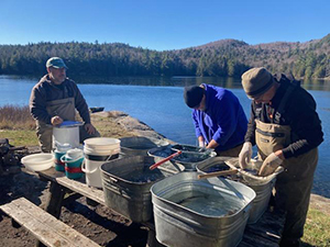 Staff collecting eggs from brook trout