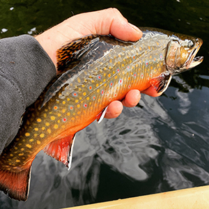 Heritage strain brook trout