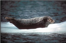 Harbor seal on ice patch