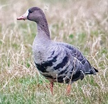 Greater white-fronted goose