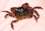 Asian shore crab