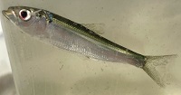 Atlantic herring