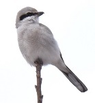 Loggerhead shrike