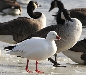 Ross's goose