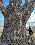 Giant cottonwood