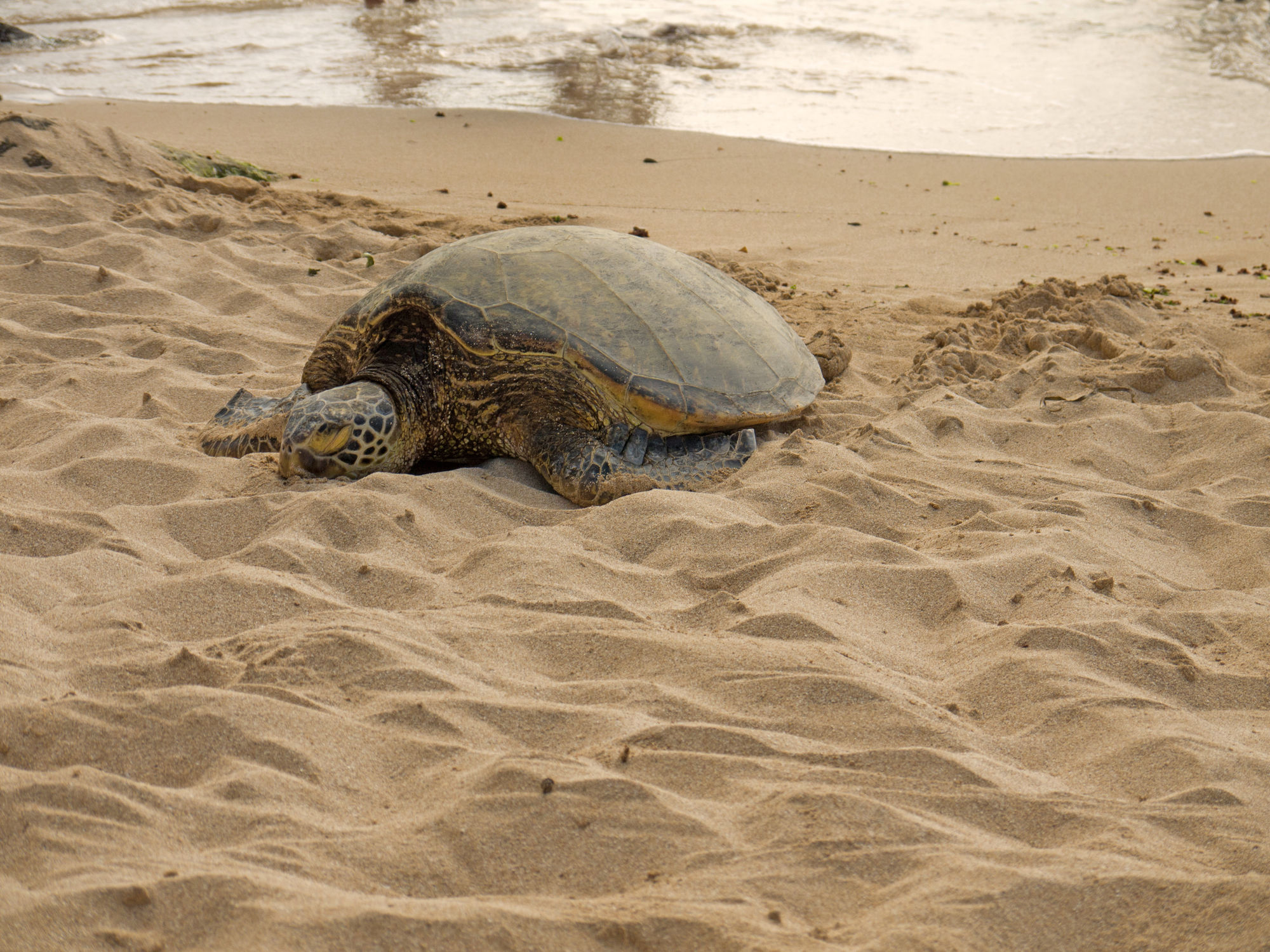 cold-stunned turtle laying in sand on a beach