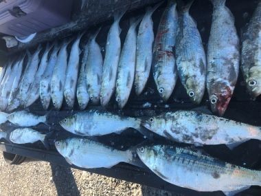 ECO Pabes seized 27 hickory shad in Nassau County