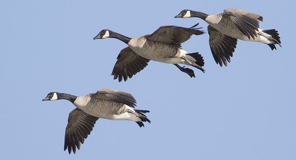 Canada geese courtesy of Ron Dudley