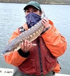 Shortnose sturgeon