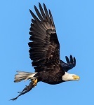 Bald eagle