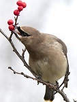 Cedar waxwing