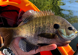 Bluegill