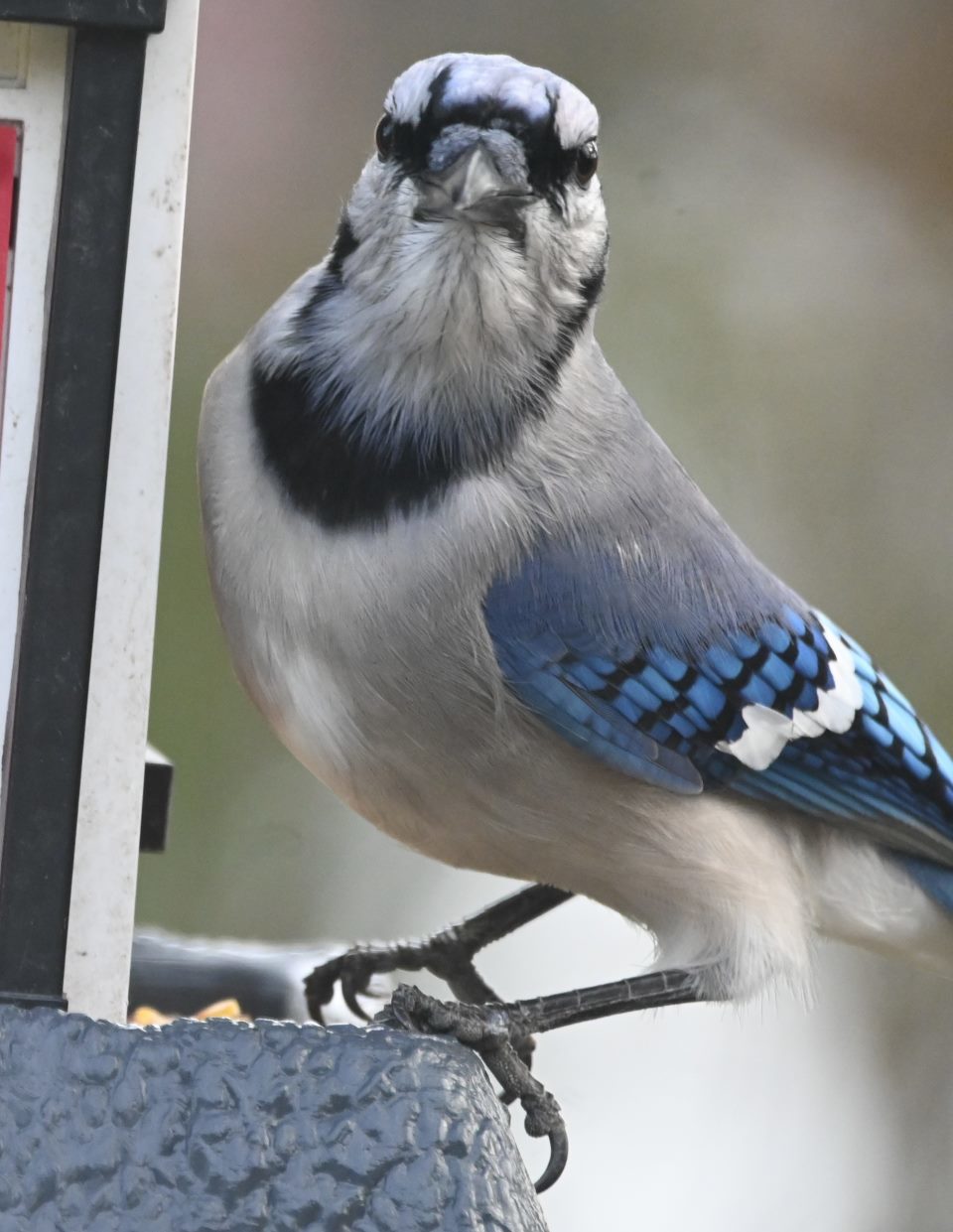 Close up of a Blue Jay looking straight into the camera