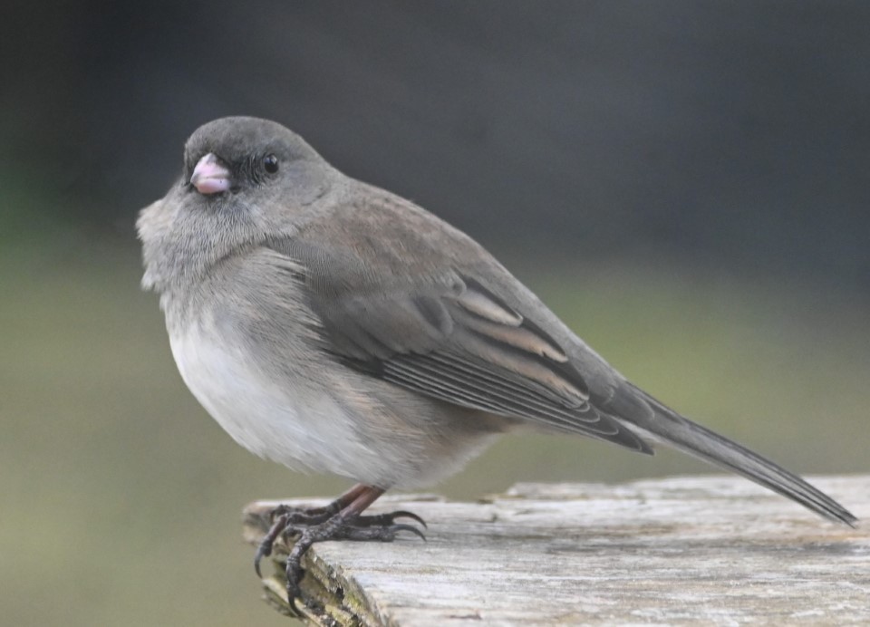 A junco out on a cold winter's day