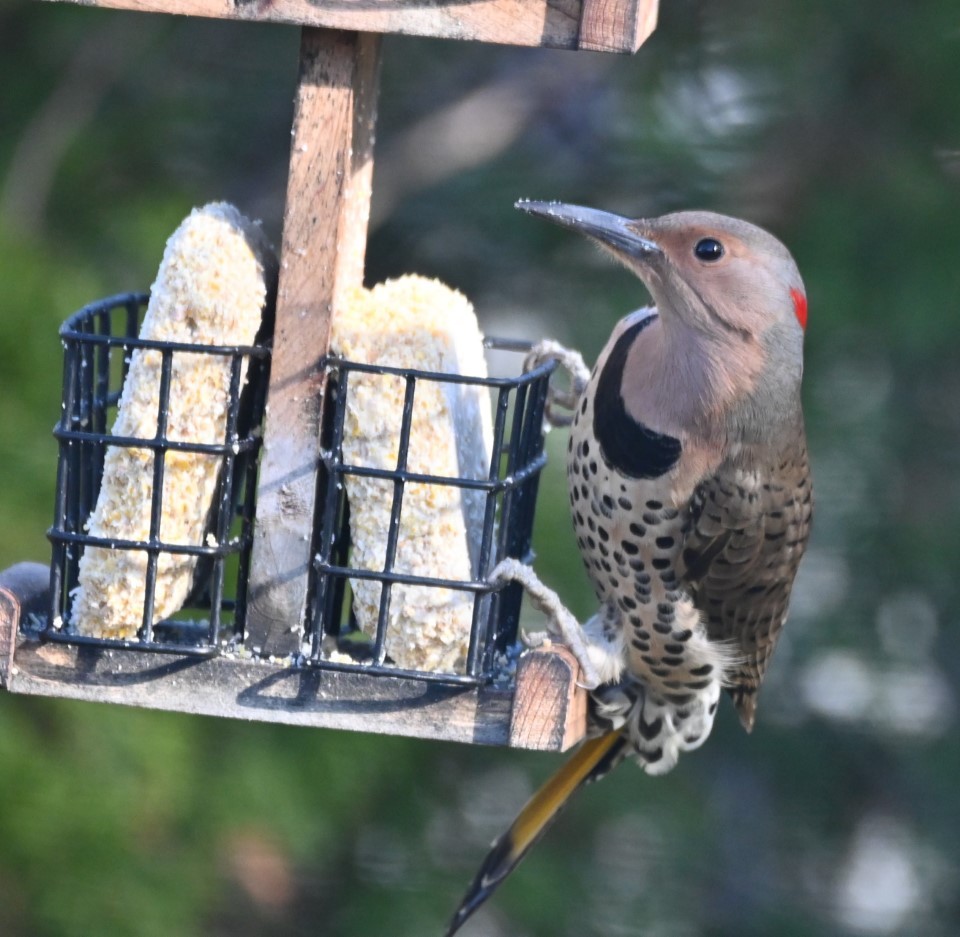 A flicker at a bird feeder.