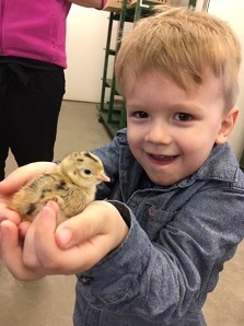 Child holding pheasant chick