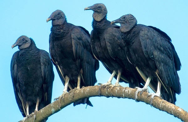 Black vulture courtesy of Terry Hardy Black vulture courtesy of Terry Hardy