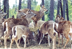 Deer congregated around an artificial feeding site