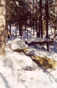 Artificial deer feeding site