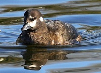 Harlequin duck