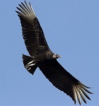 Black vulture