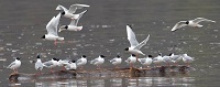 Bonaparte's gulls