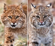 Bobcats
