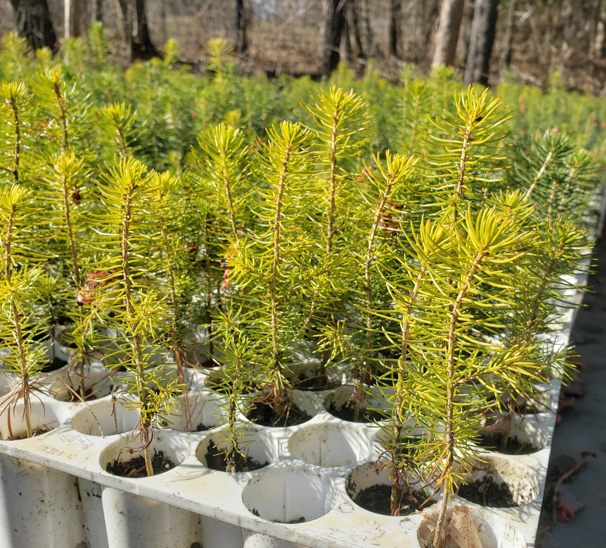 Tree seedlings at DEC's tree nursery