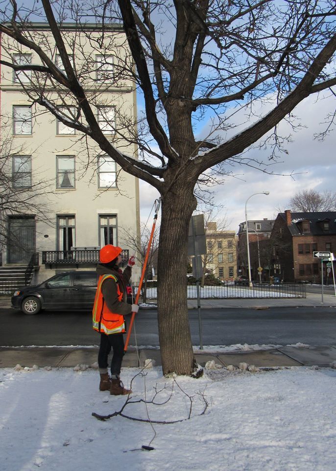 Person wearing hard hat and safety vest pruning tree branches during the winter