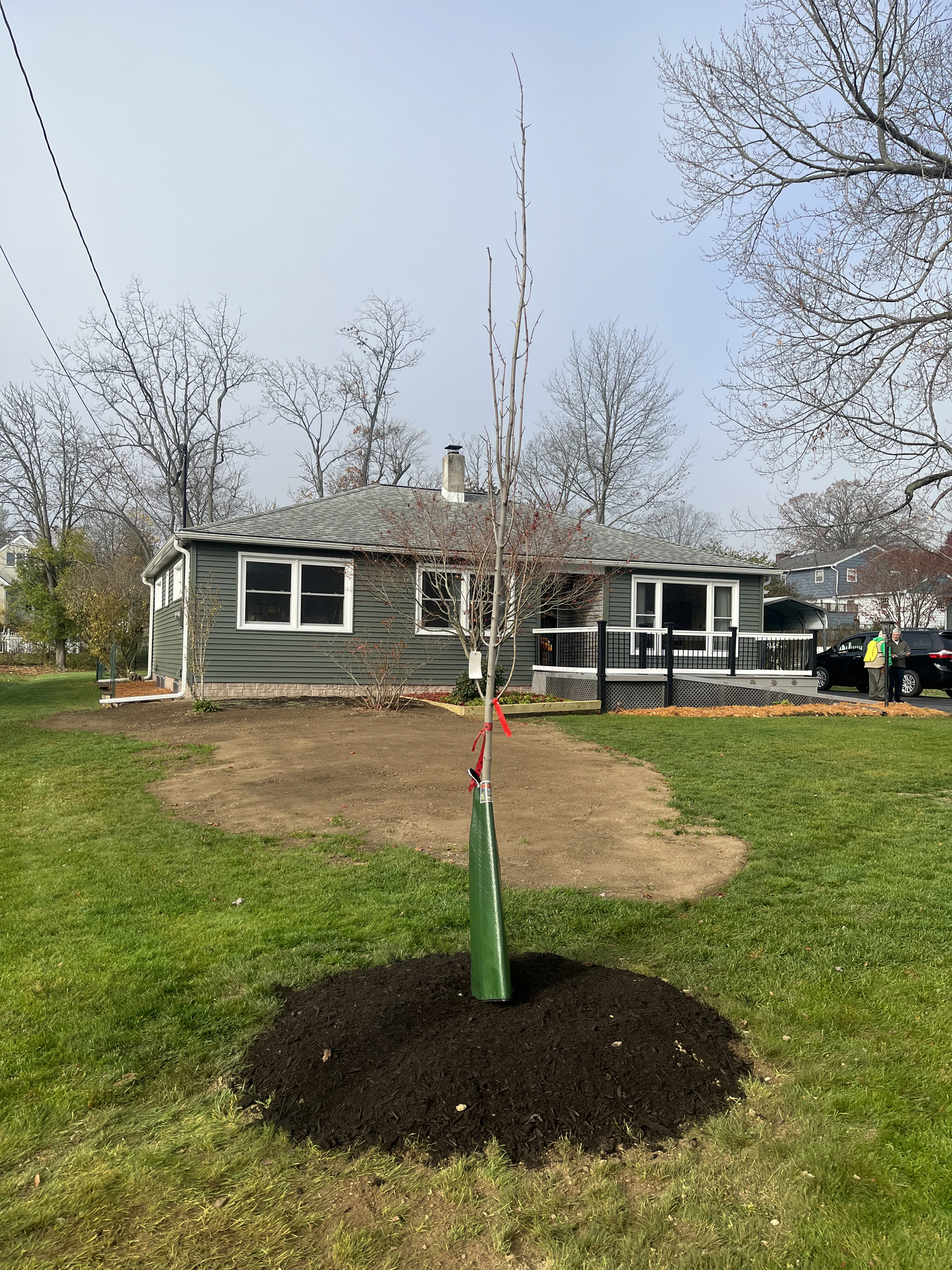 A tree planted recently in Elmira, NY as part of a town funded planting project