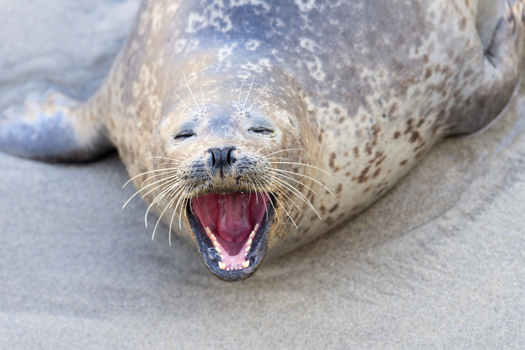 seal laying on beach showing teeth as an example of stress behavior