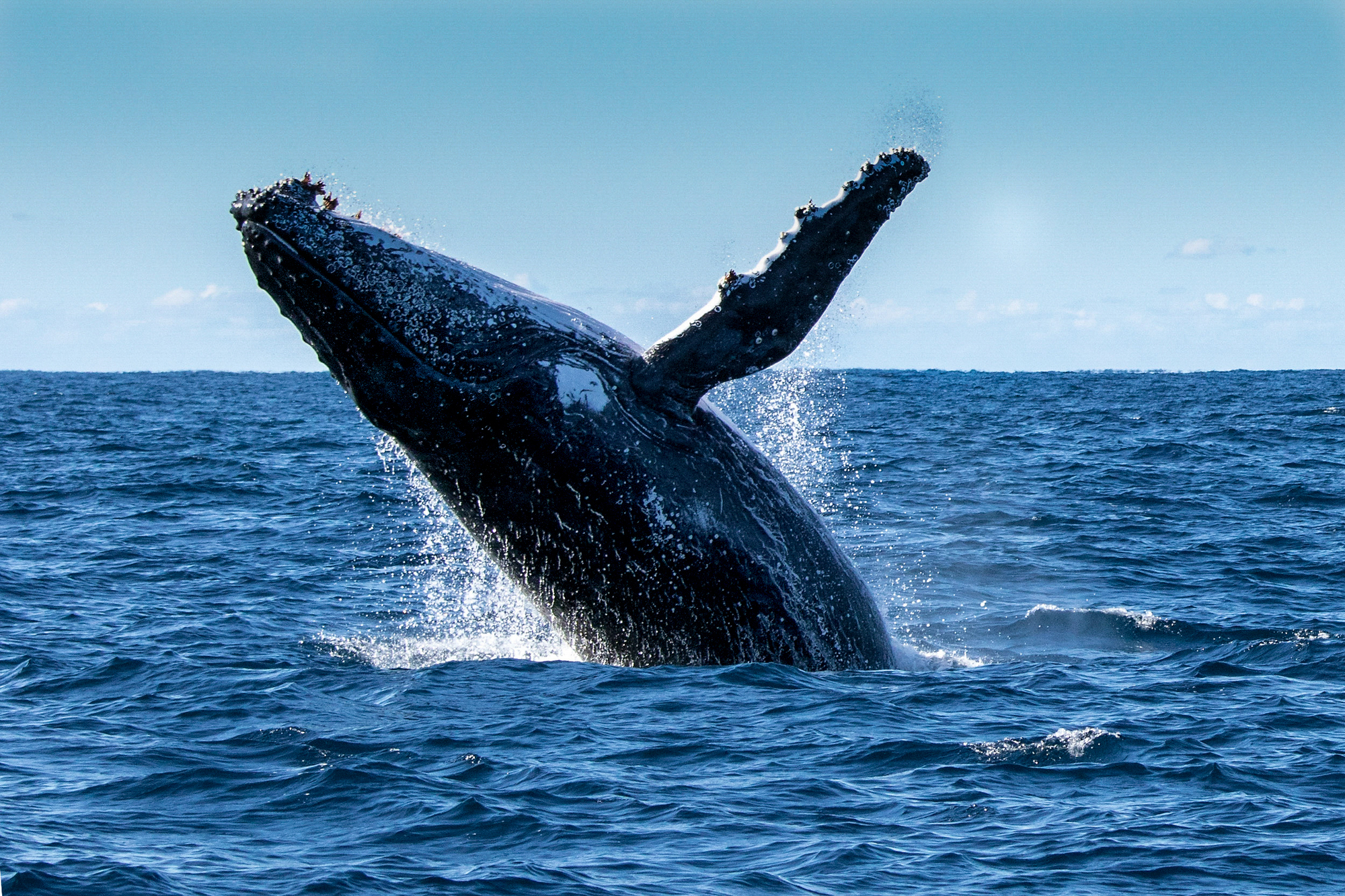 humpback whale breaching at waters surface