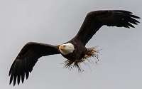 Bald eagle