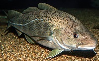 Atlantic cod