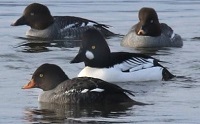 Barrow's goldeneye