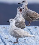 Iceland gull