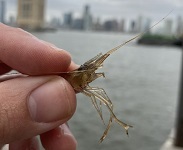 Shore shrimp